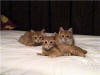 Chomper, Scrawnie, Fuzzy